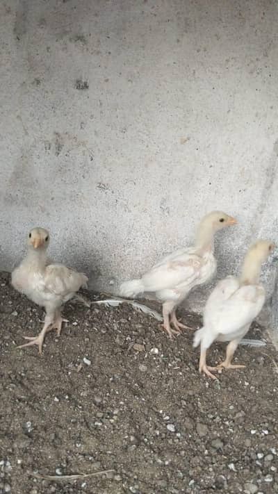 Quality Heera Chick's Available 3 pice