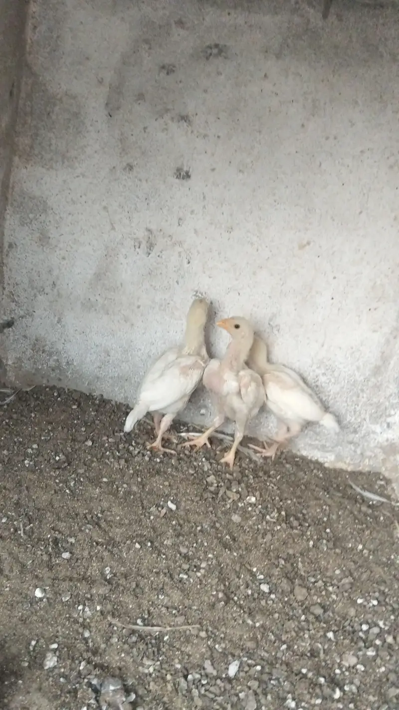 Quality Heera Chick's Available 3 pice — photo 2