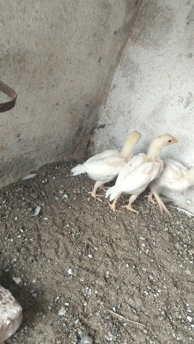 Quality Heera Chick's Available 3 pice — photo 3