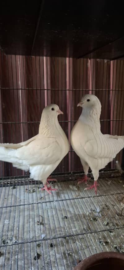 King breeder pair full Jumbo size