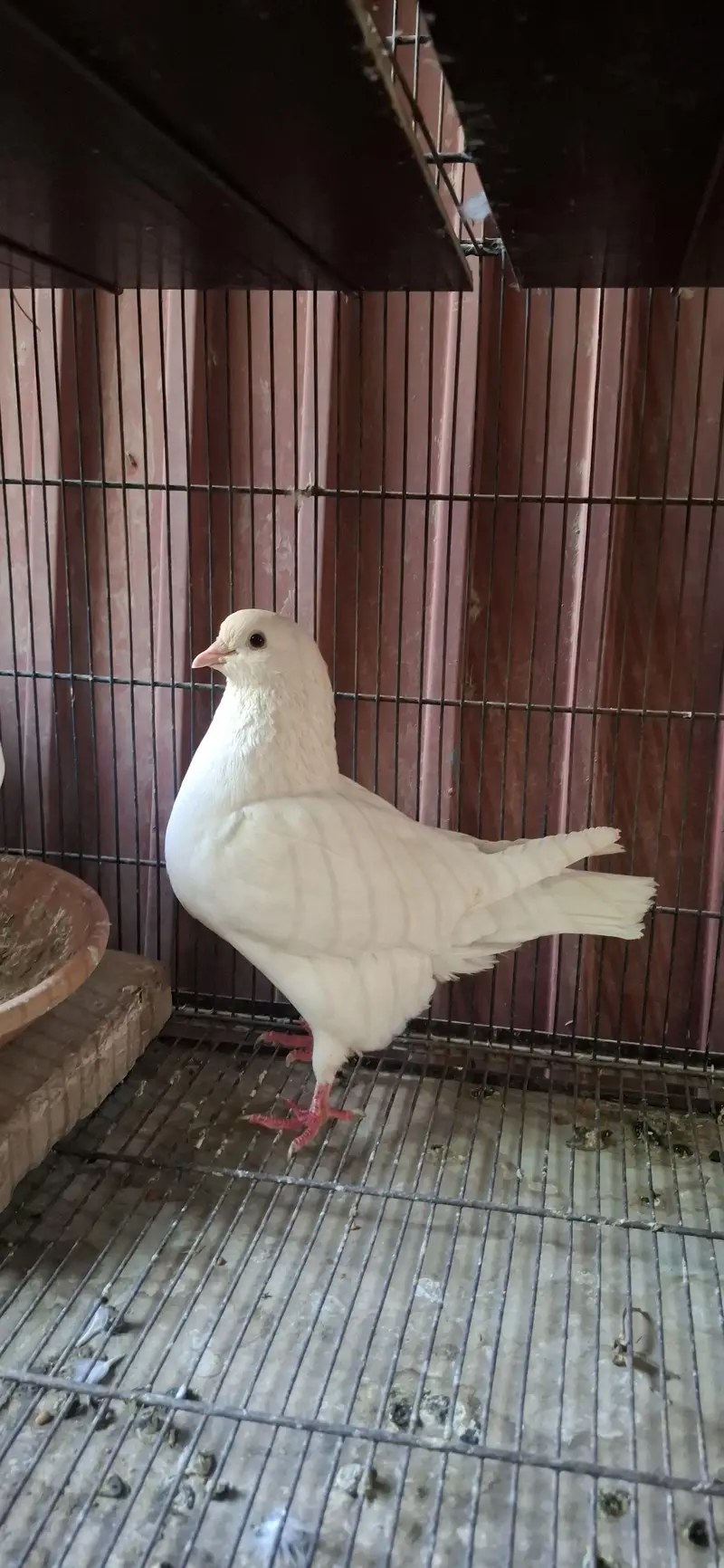 King breeder pair full Jumbo size — photo 2