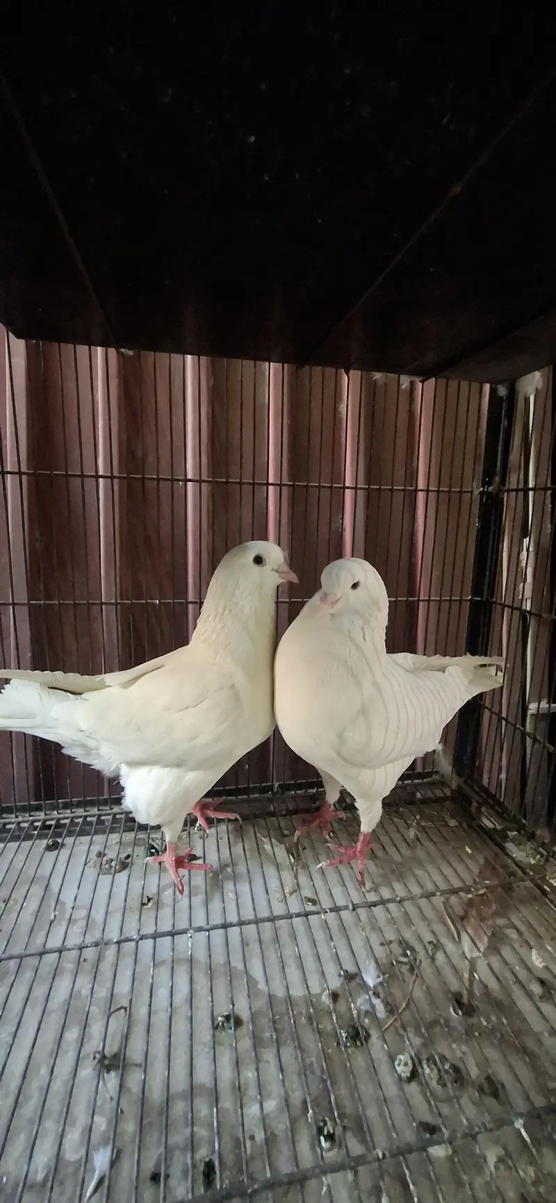 King breeder pair full Jumbo size — photo 3