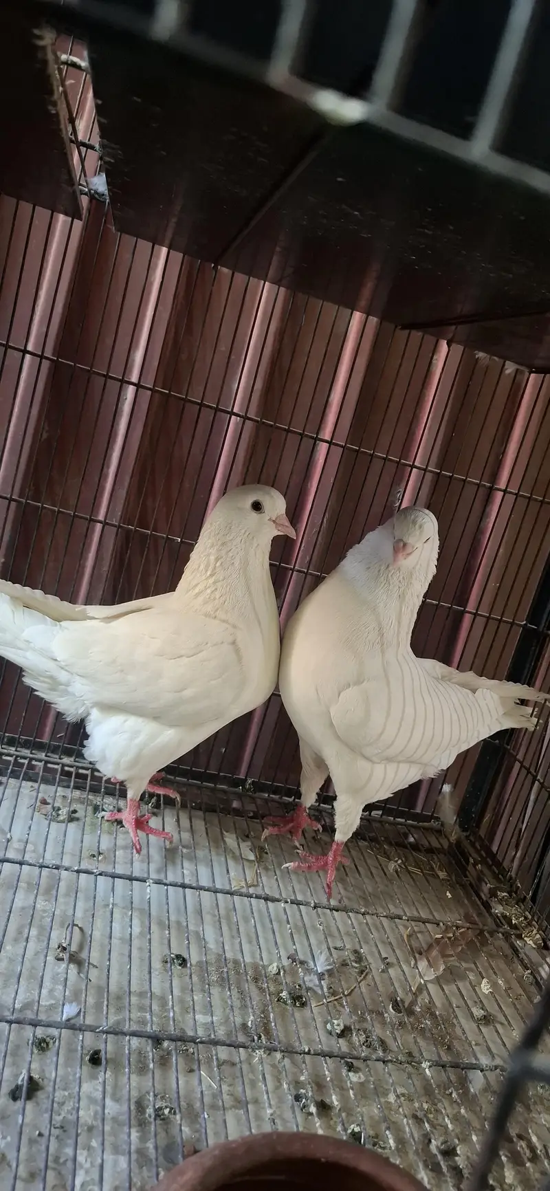 King breeder pair full Jumbo size — photo 4