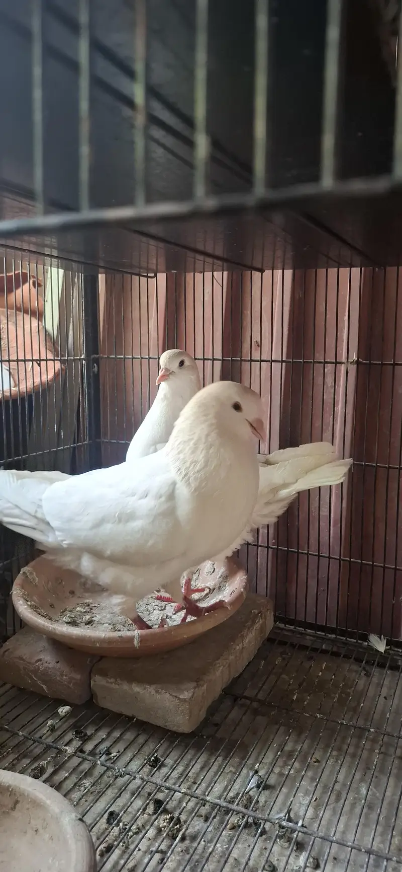 King breeder pair full Jumbo size — photo 5