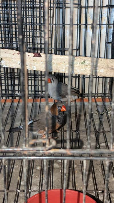 exbation finch mutation ma ha