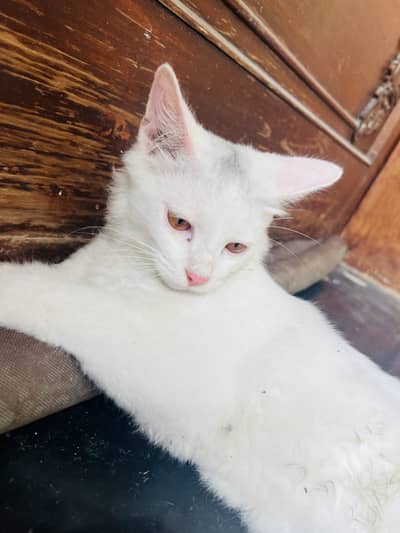 Domestic Shorthair ( Turkish Angora)  Pair of Cats for Sale