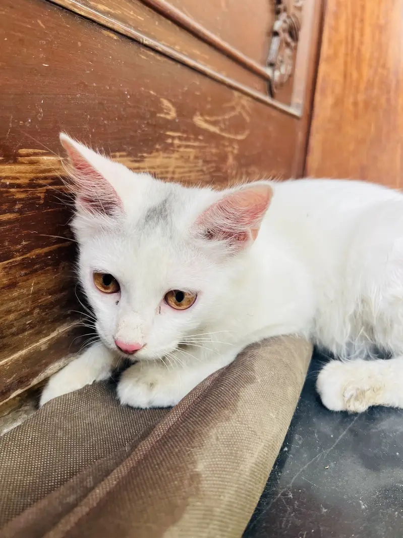 Domestic Shorthair ( Turkish Angora)  Pair of Cats for Sale — photo 2