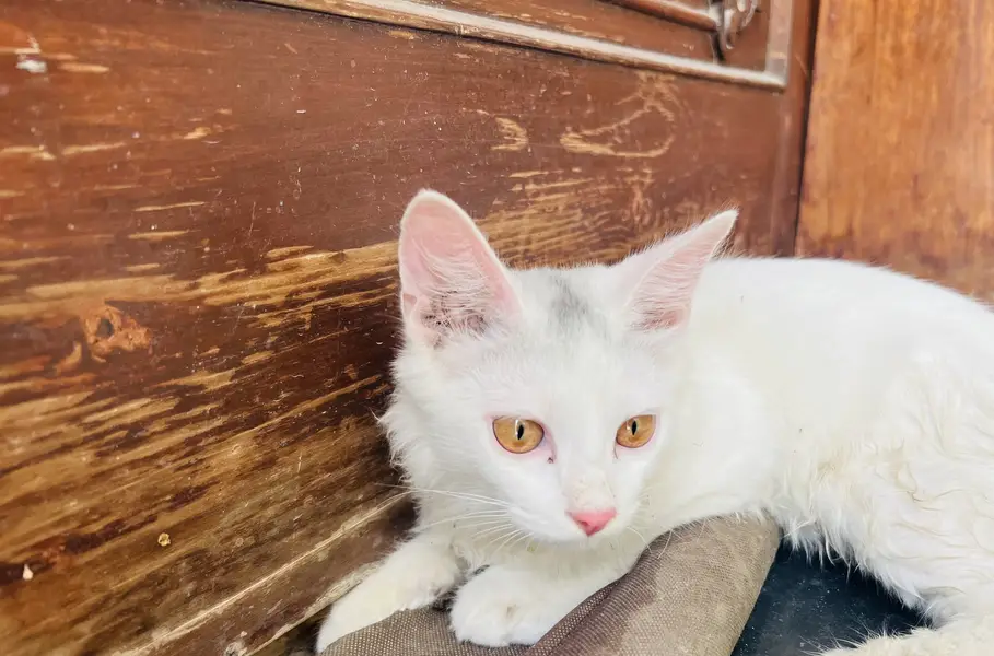 Domestic Shorthair ( Turkish Angora)  Pair of Cats for Sale — photo 3