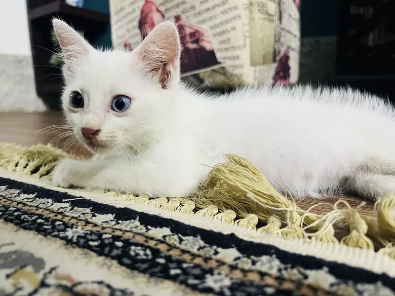 Domestic Shorthair ( Turkish Angora)  Pair of Cats for Sale — photo 4