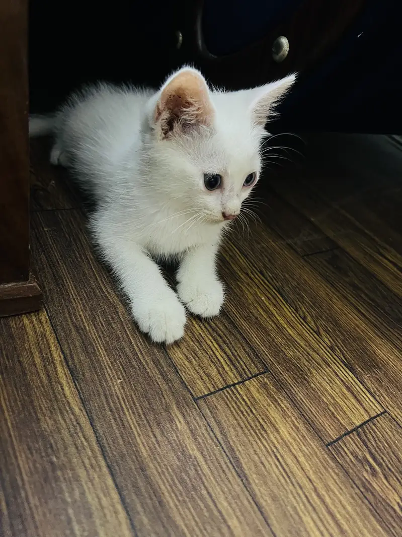 Domestic Shorthair ( Turkish Angora)  Pair of Cats for Sale — photo 7