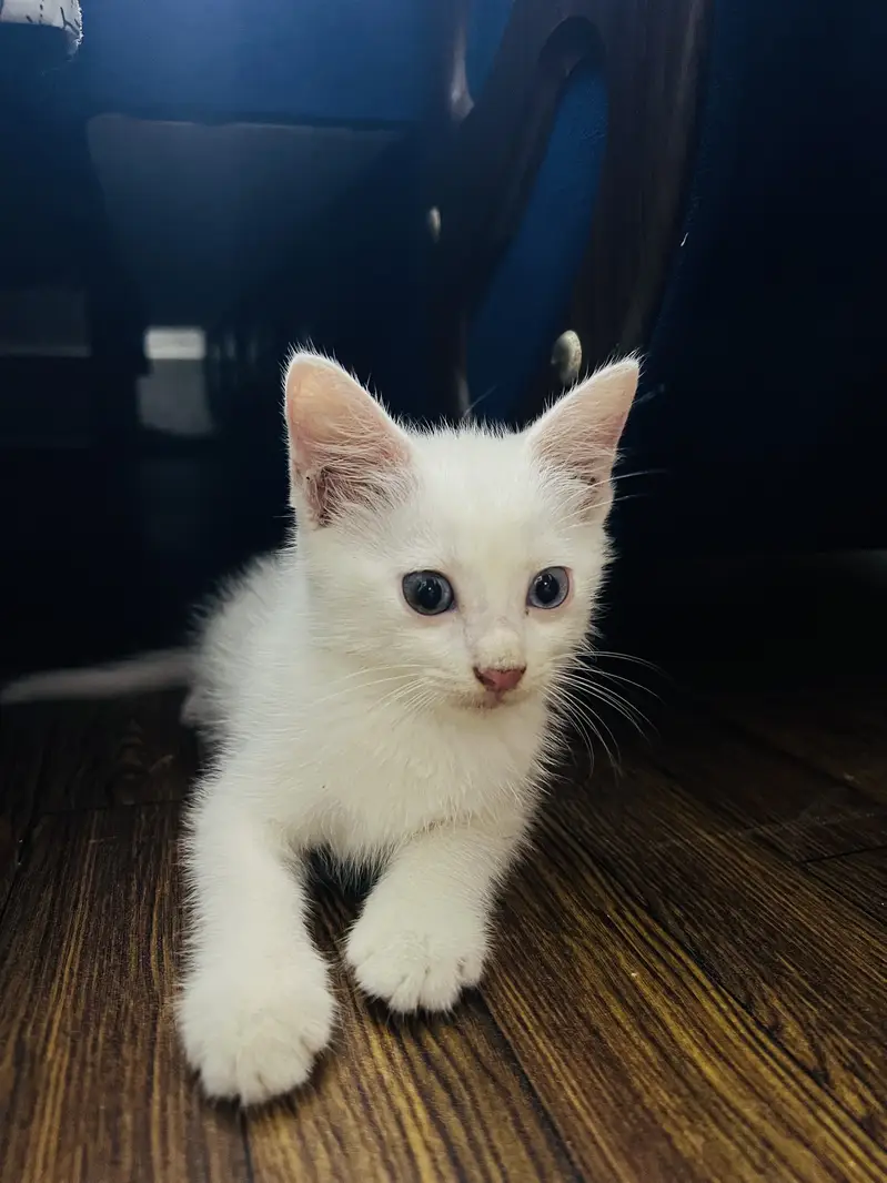Domestic Shorthair ( Turkish Angora)  Pair of Cats for Sale — photo 8