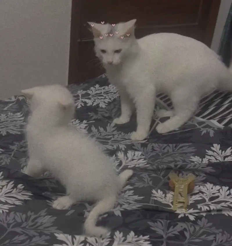 Domestic Shorthair ( Turkish Angora)  Pair of Cats for Sale — photo 9