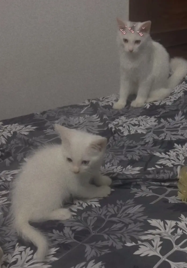 Domestic Shorthair ( Turkish Angora)  Pair of Cats for Sale — photo 10