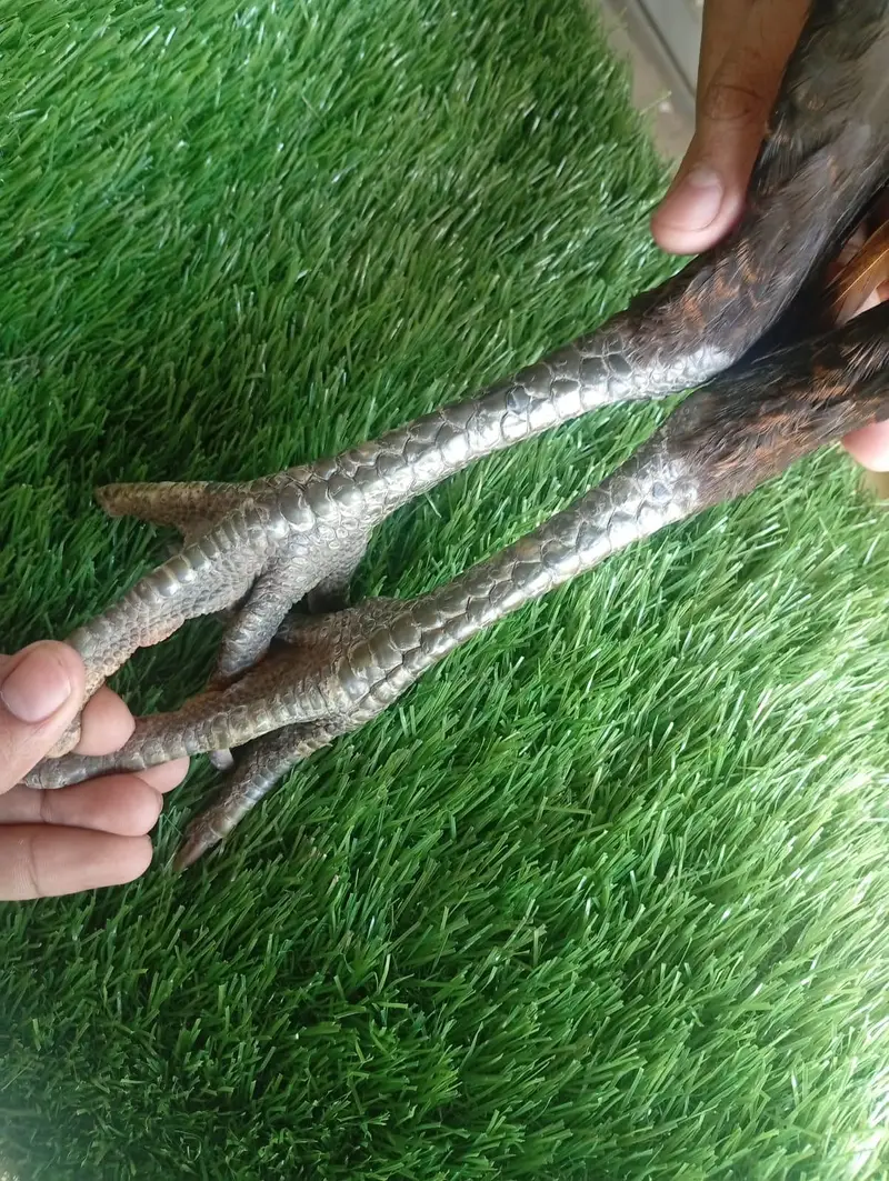 Dragon patha — photo 2