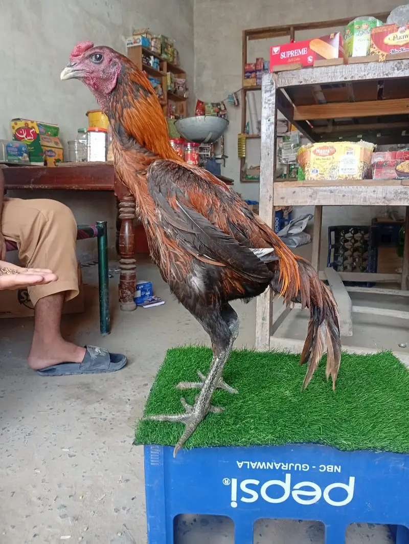 Dragon patha — photo 3