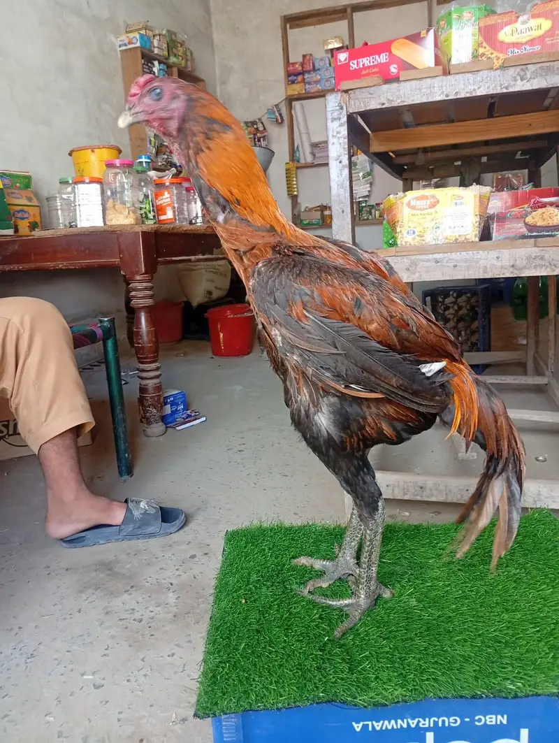 Dragon patha — photo 4