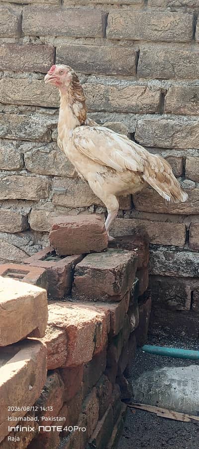 Aseel Sindhi Sontol