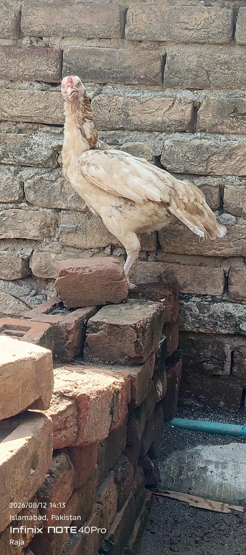 Aseel Sindhi Sontol — photo 2