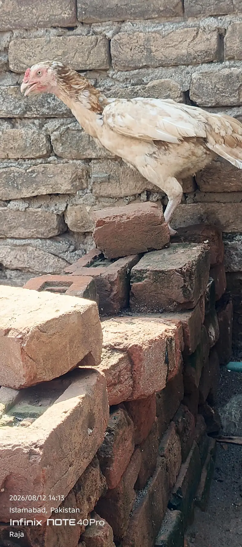 Aseel Sindhi Sontol — photo 3