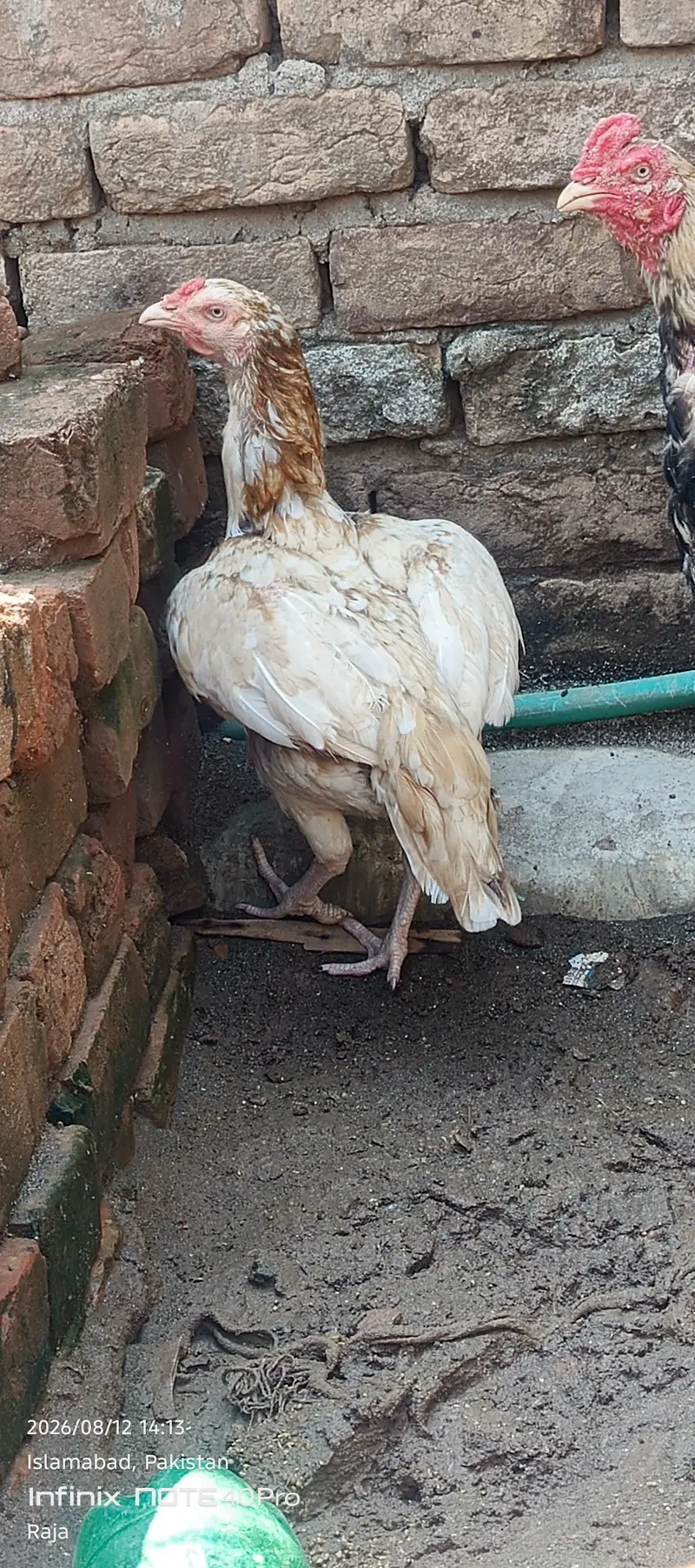 Aseel Sindhi Sontol — photo 5
