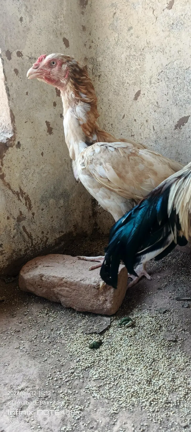 Aseel Sindhi Sontol — photo 7