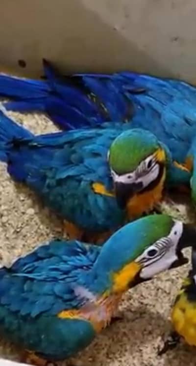 blue macaw parrot only WhatsApp 03237382400