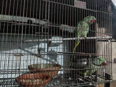 parrot