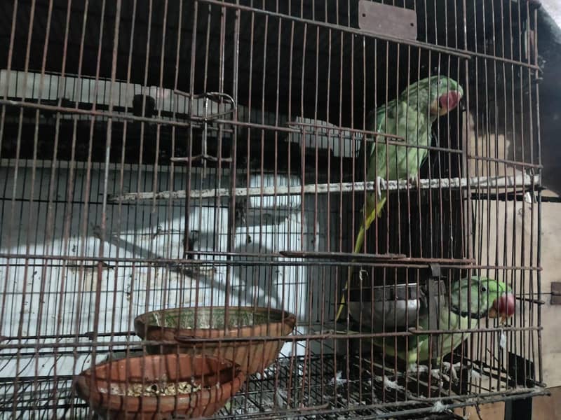 parrot 0