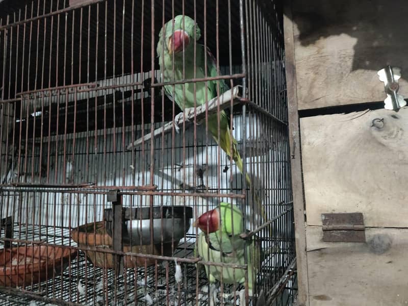parrot 1