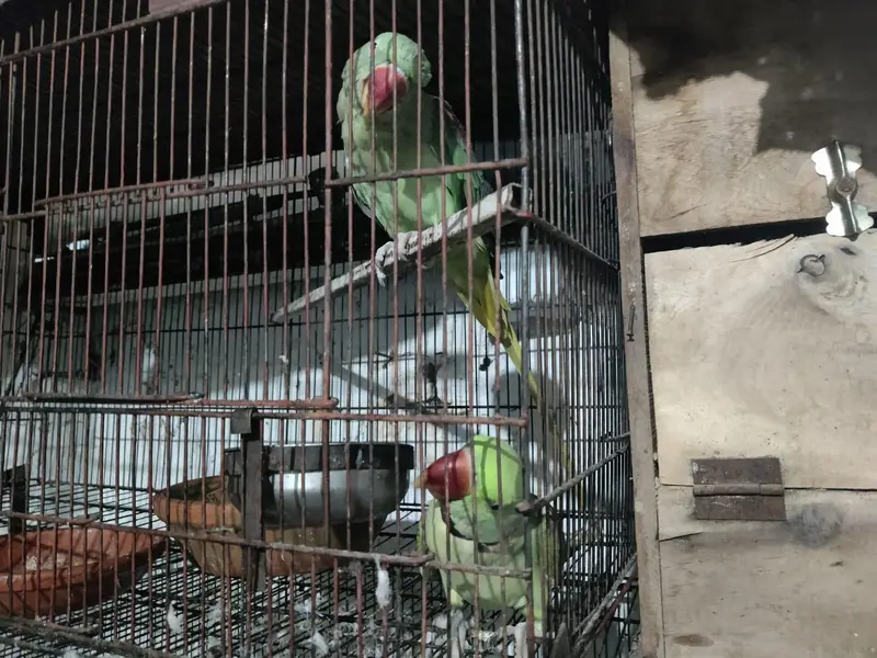 parrot — photo 2
