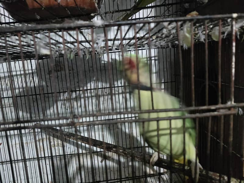 parrot 2