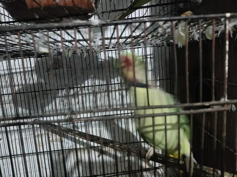 parrot — photo 3