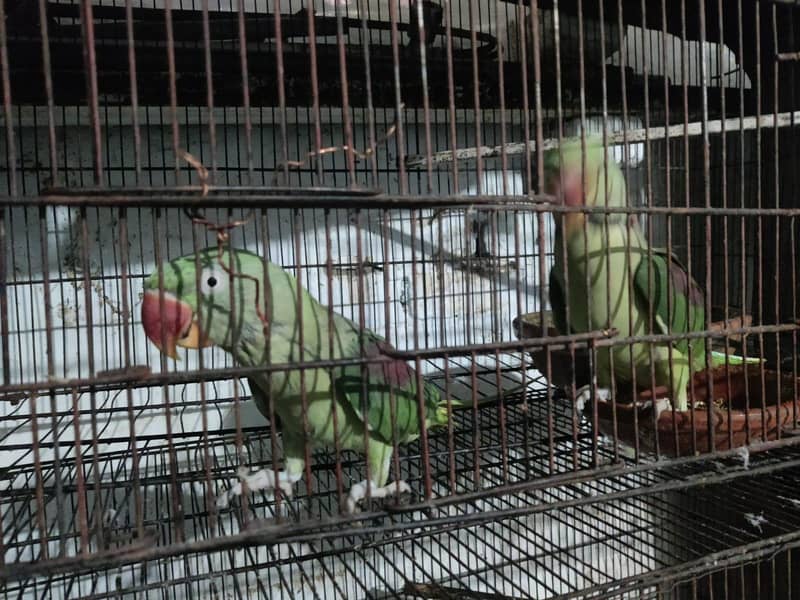 parrot 3