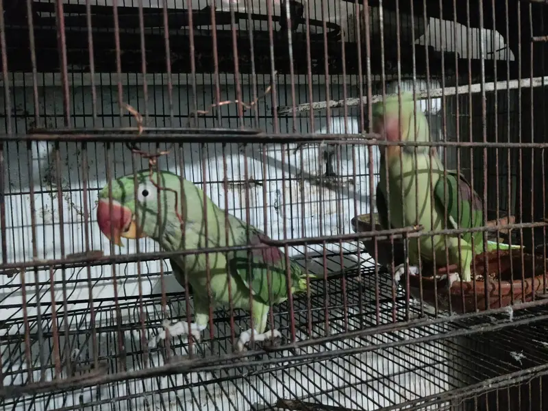parrot — photo 4