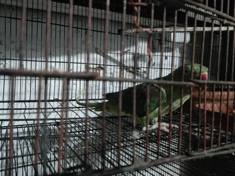parrot 4