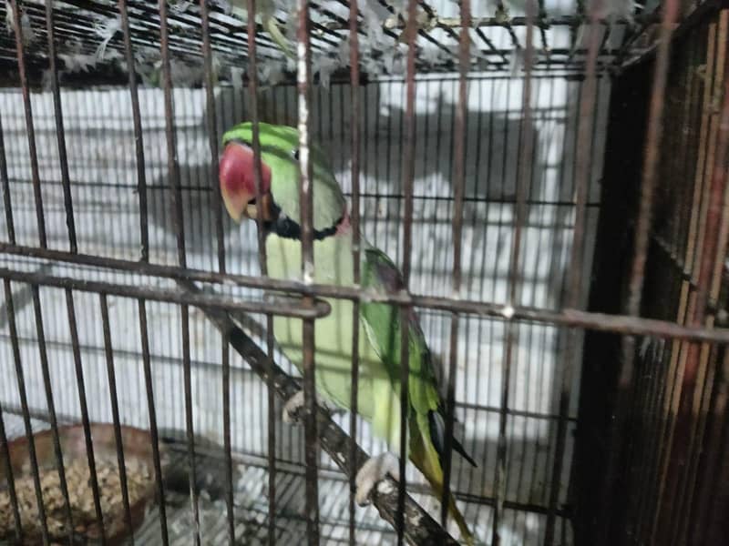 parrot 5