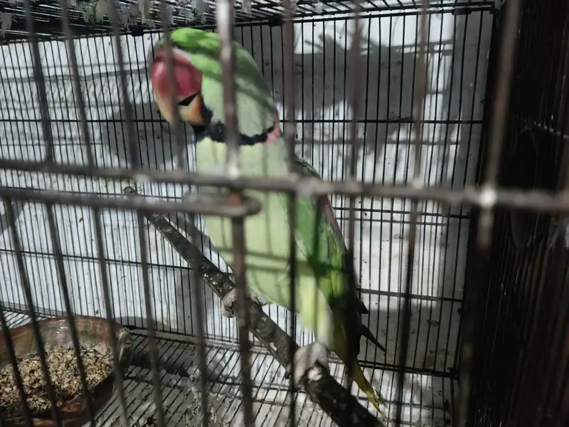 parrot — photo 7