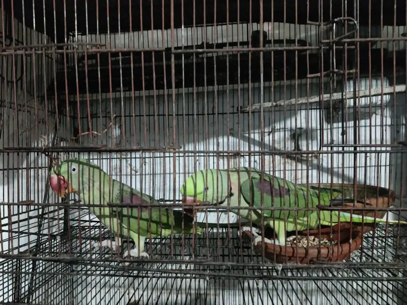 parrot — photo 8
