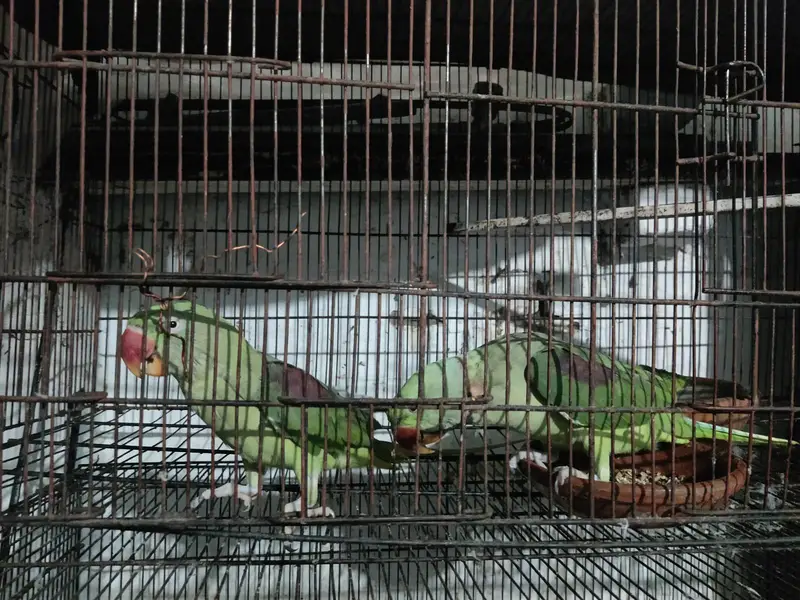parrot — photo 9