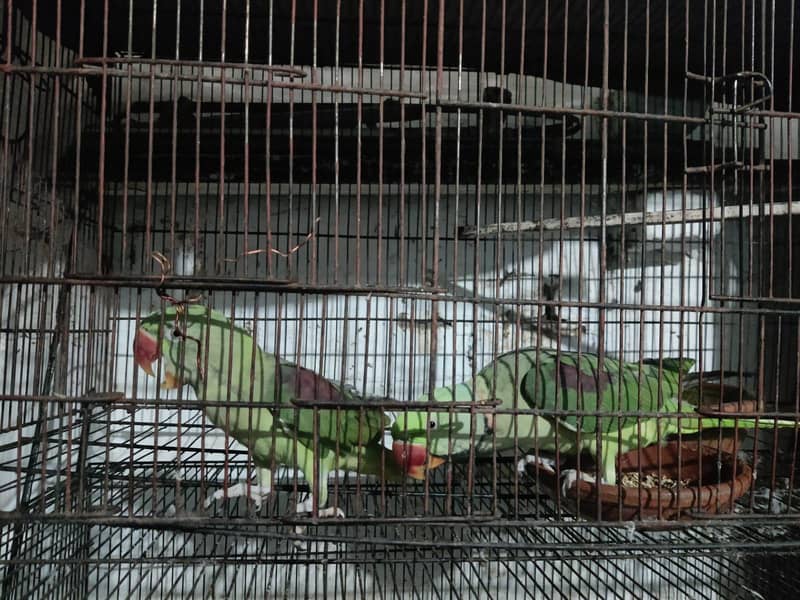 parrot 9