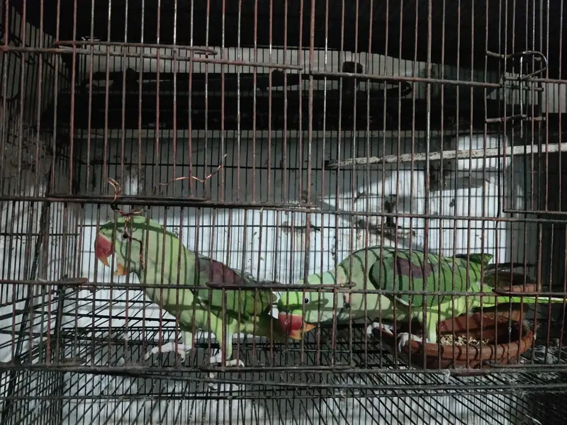 parrot — photo 10