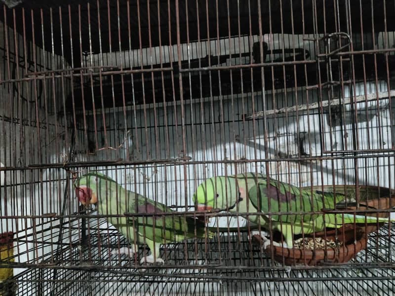 parrot 10