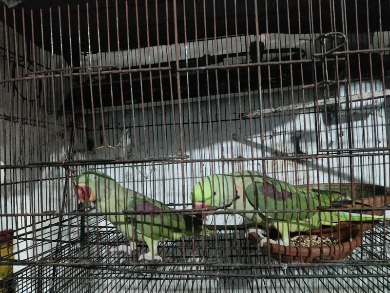 parrot — photo 11
