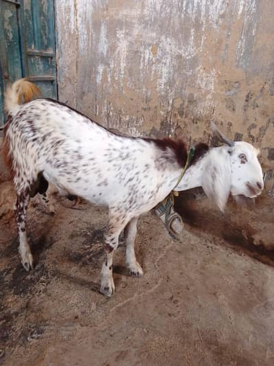 بکرا سنڈو