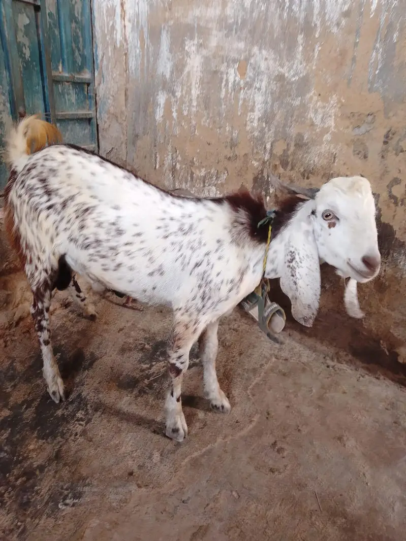 بکرا سنڈو — photo 2