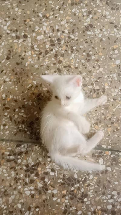 Persian kittens pair hn