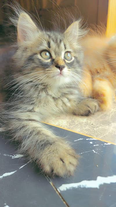 3 persian kittens for Sale black male and 2 female . 9500 per Kitten