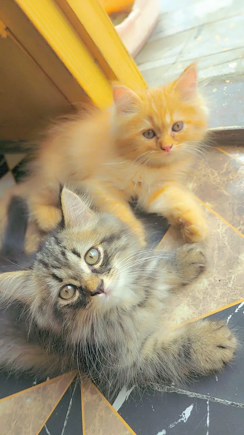 3 persian kittens for Sale black male and 2 female . 9500 per Kitten — photo 2