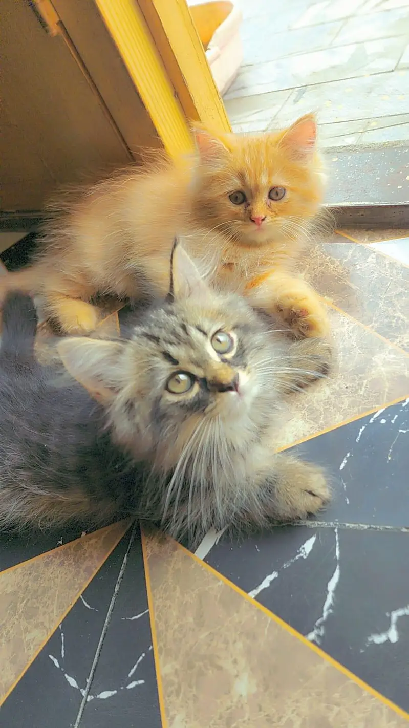 3 persian kittens for Sale black male and 2 female . 9500 per Kitten — photo 3