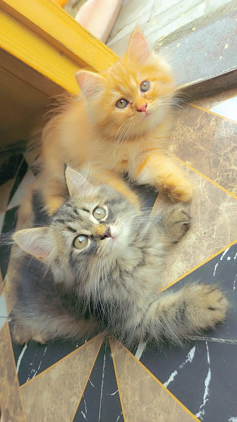 3 persian kittens for Sale black male and 2 female . 9500 per Kitten — photo 4